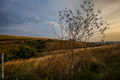 beautiful rural landscape during sunset and blue sky over grass field © mitev