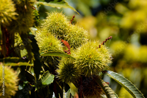 detail of ripe chestnuts