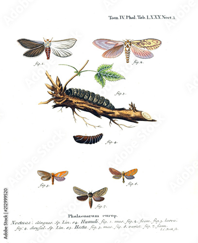 Illustration of butterflies photo