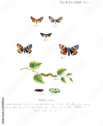 Illustration of butterflies photo