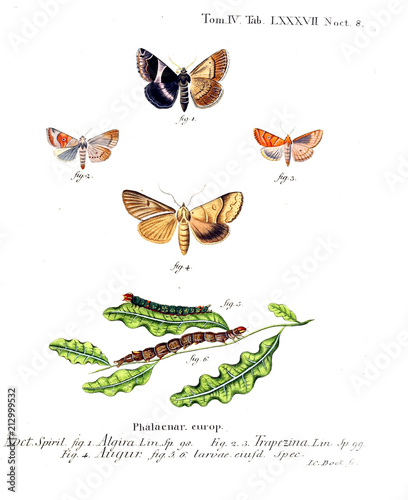 Illustration of butterflies photo