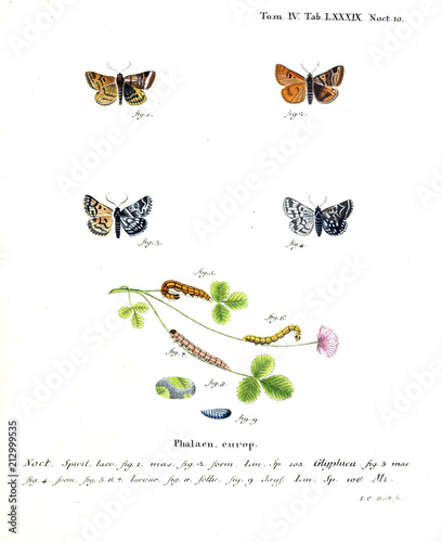 Illustration of butterflies photo