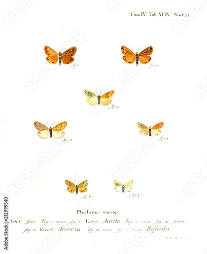 Illustration of butterflies photo