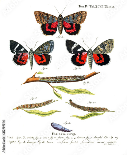 Illustration of butterflies photo