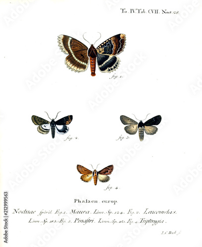 Illustration of butterflies photo