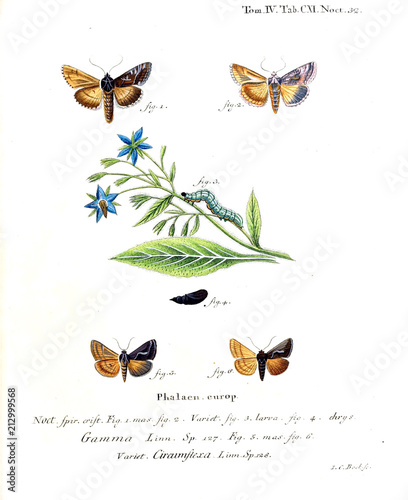 Illustration of butterflies photo