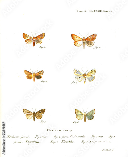 Illustration of butterflies photo