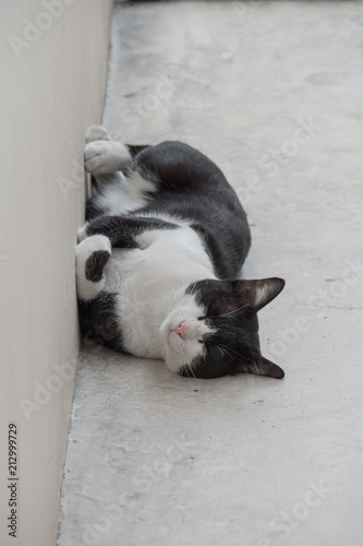 Stray cute cat sleep on cement ground