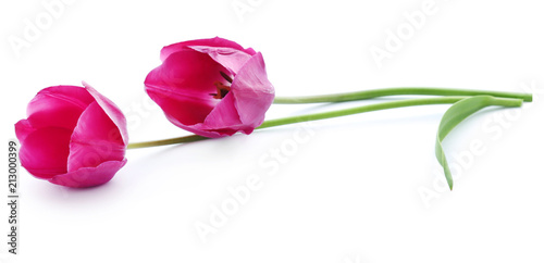 Closeup of Tulip flower