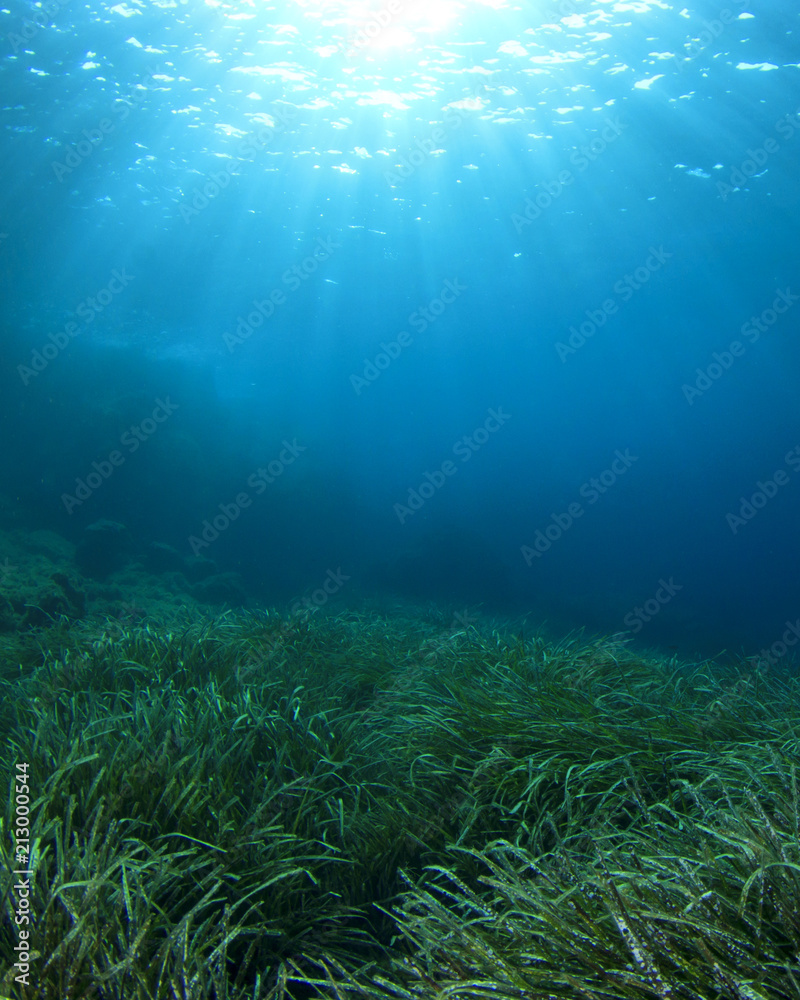 Naklejka premium Zielona trawa morska niebieski ocean pod wodą