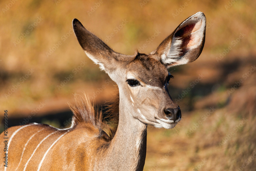 antelope female Kudu, Chobe, Botswana