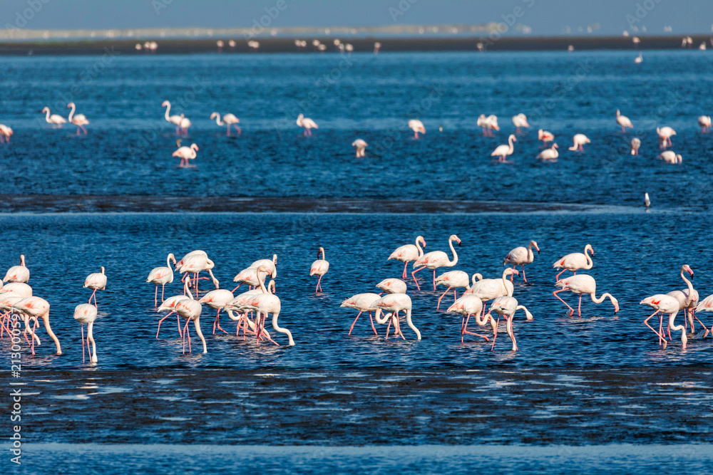Fototapeta premium Rosy Flamingo colony in Walvis Bay Namibia