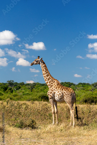 South African giraffe Chobe, Botswana safari © ArtushFoto