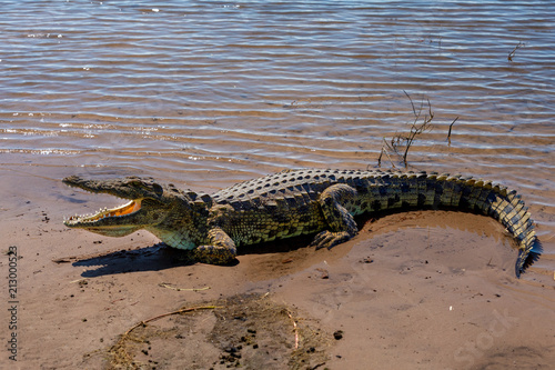 Nile Crocodile in Chobe river, Botswana