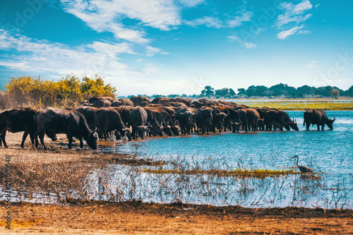 Photography Cape Buffalo at Chobe river, Botswana safari wildlife