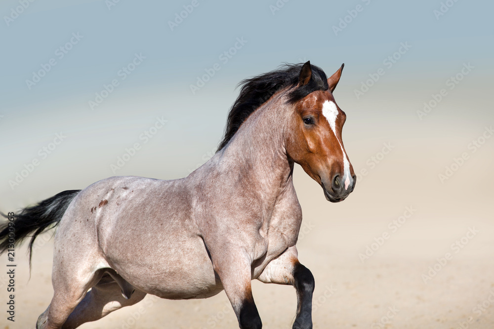 Roan horse free run fast in sandy dast Roan horse free run fast in sandy dast