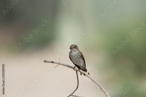 Spotted Fly catcher