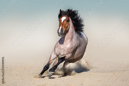 Fototapeta Naklejka Na Ścianę i Meble -  Roan horse free run fast in sandy dast