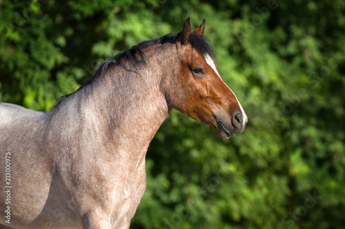 Roan bay horse close up portrait against green background