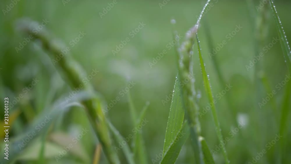 Rain Drops on Spring Grass with spider web Rain Drops on Spring Grass with spider web