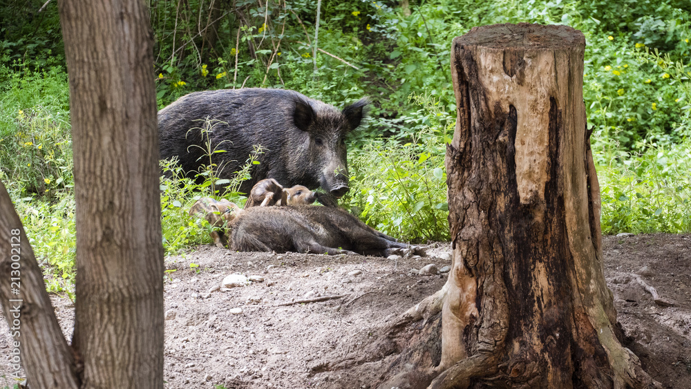 Wild boar mum and dad with pigletts in the forest Wild boar mum and dad with pigletts in the forest