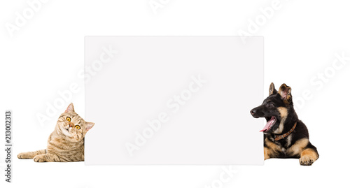 Funny German Shepherd puppy and cat Scottish Straight, lying behind the banner isolated on white background