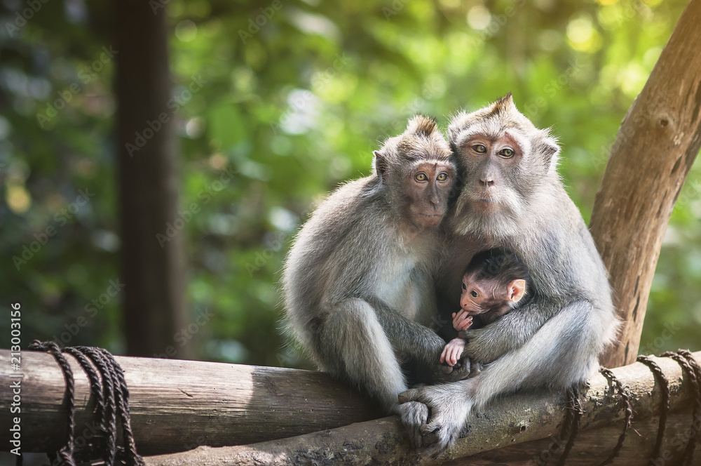 Obraz premium Rodzina małp z małym makakiem w pobliżu Tample w Monkey Forest, Ubud, Bali, Indonezja.