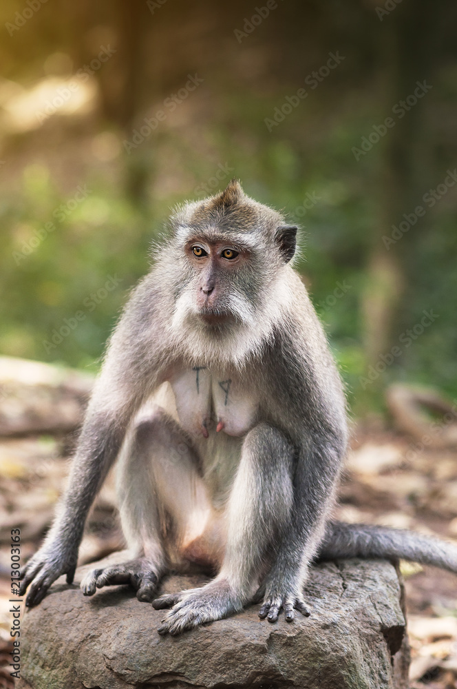Beautiful portrait of animal wild life in nature, macaque, macaca close-up, blurred background. Monkey forest, Ubud, Bali, Indonesia. Selective focus.