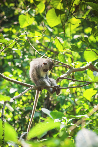 The monkey sleeps on a tree branch in living nature. Beautiful monkey life in nature, macaque, macaca close-up, blurred background. Monkey forest, Ubud, Bali, Indonesia.