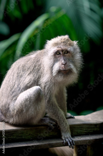 Beautiful portrait of animal wild life in nature, macaque, macaca close-up, blurred background. Monkey forest, Ubud, Bali, Indonesia. Selective focus.
