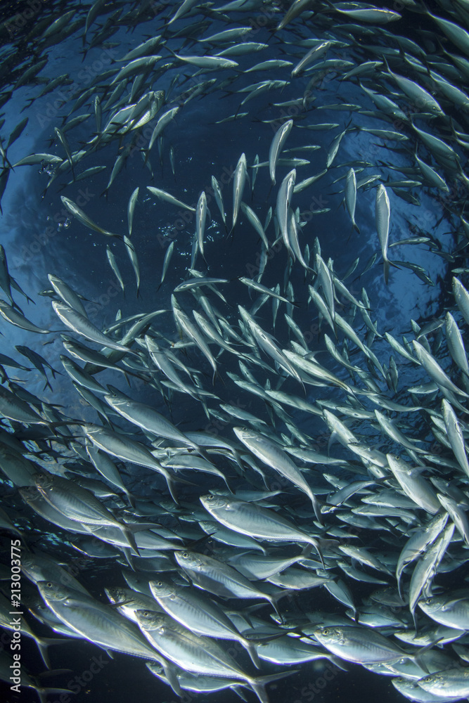 Obraz premium Tuna fish underwater