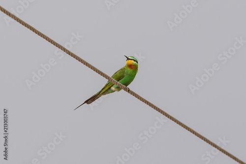 Green Bee Eater