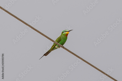 Green Bee Eater