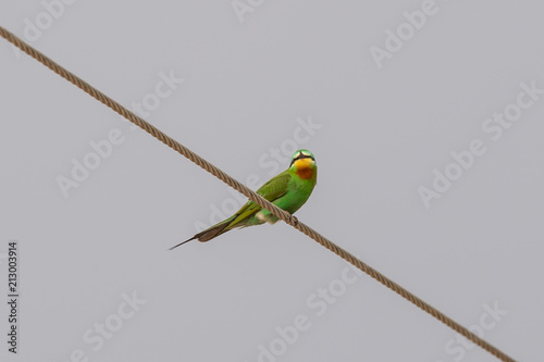 Green Bee Eater