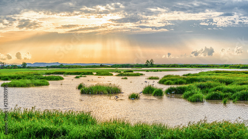 Canvastavla Panoramic landscape scenery of marsh wetland full of grass with heron looking fo