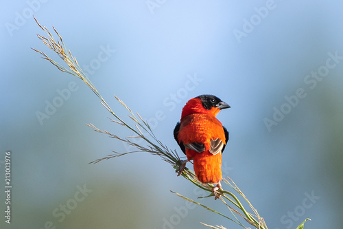 Southern Red Bishop