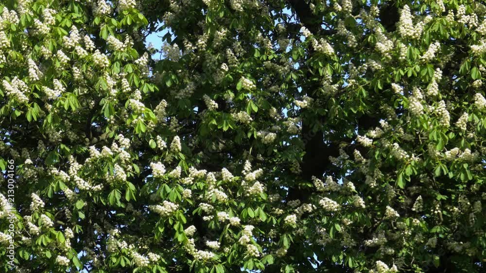 schöner Lindenbaum in der Blüte Detail von der Baumkrone schöner Lindenbaum in der Blüte Detail von der Baumkrone