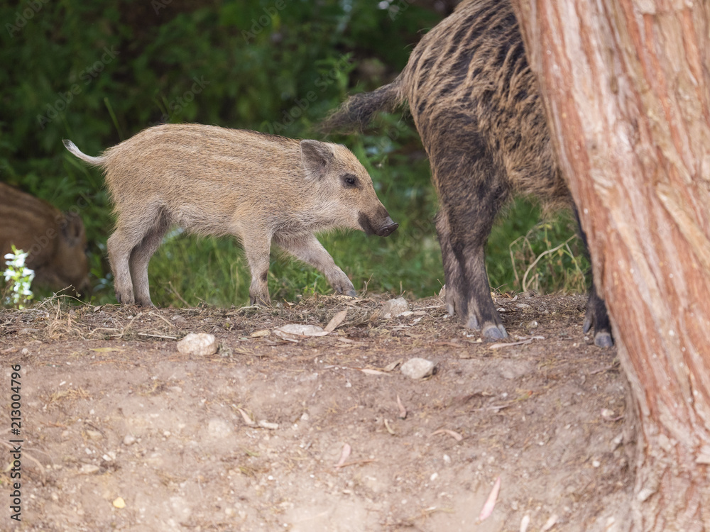 Small wild boar follows his mother Small wild boar follows his mother