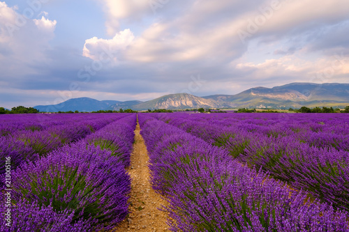 Champ de lavande en fleurs  coucher de soleil. Plateau de Valensole  Provence  France. 