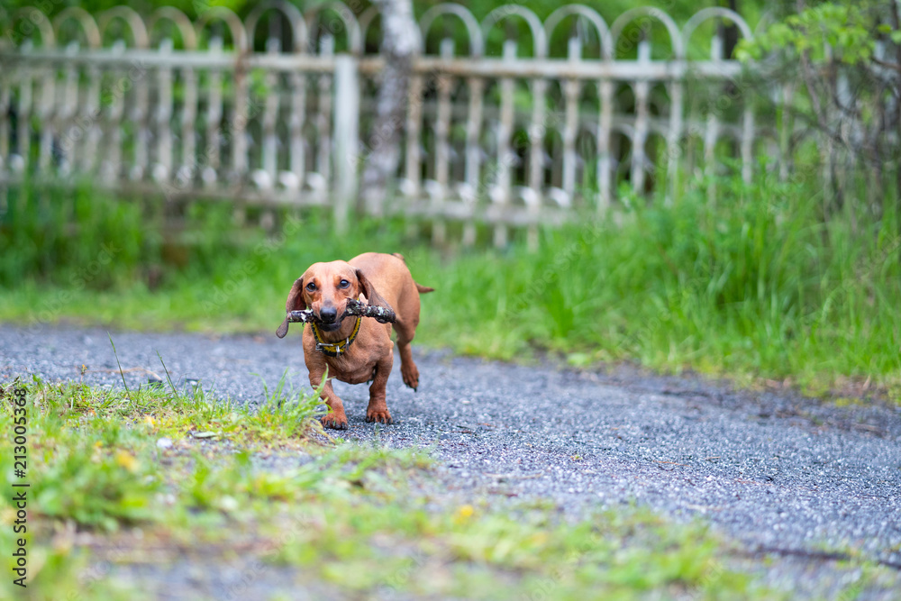 Dog breed standard smooth-haired dachshund. The dog runs, dog for a walk Dog breed standard smooth-haired dachshund. The dog runs, dog for a walk