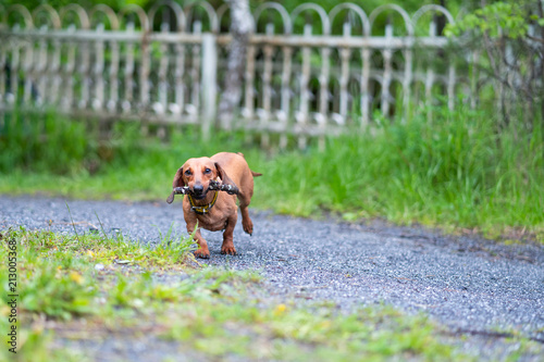 Dog breed standard smooth-haired dachshund. The dog runs  dog for a walk