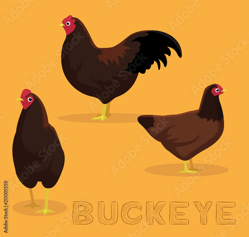 Chicken Buckeye Cartoon Vector Illustration