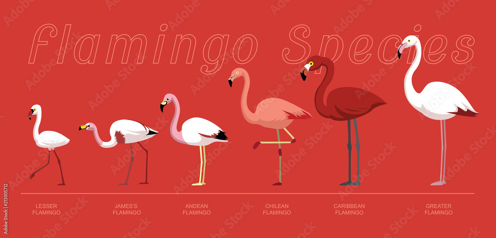 Obraz premium Ptak Gatunki Flamingo Zestaw Ilustracji Wektorowych Kreskówki