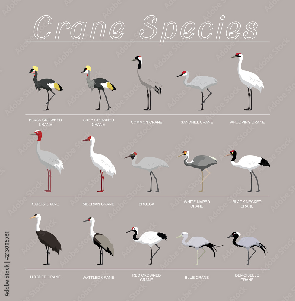 Bird Crane Species Set Cartoon Vector Illustration Stock Vector | Adobe  Stock