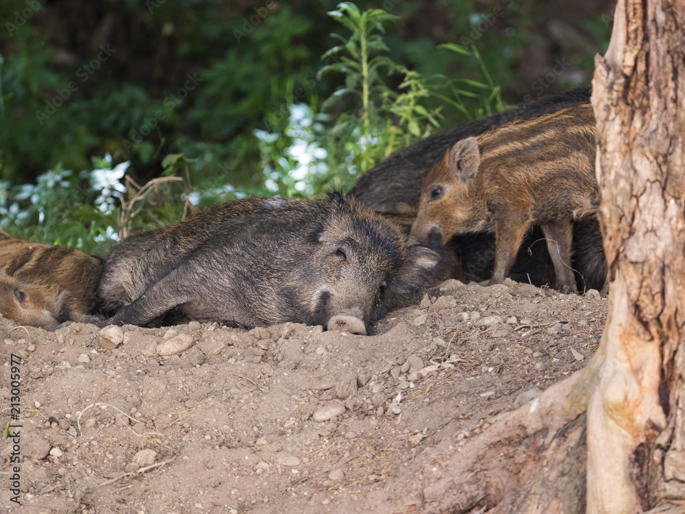Wild boar mum and pigletts in the forest Wild boar mum and pigletts in the forest