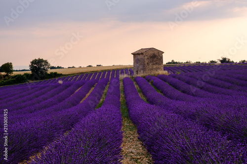 Champ de lavande en fleurs  coucher de soleil. Plateau de Valensole  Provence  France. 