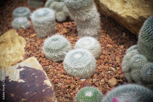 Mammillaria hahniana clump, Cactus in garden has a brown stone around, Cacti, Cactaceae, Succulent, Tree, Drought tolerant plant. photo