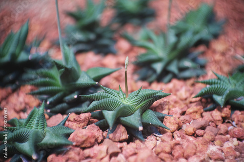 Haworthiopsis limifolia, Cactus in garden has a brown stone around, Cacti, Cactaceae, Succulent, Tree, Drought tolerant plant. photo