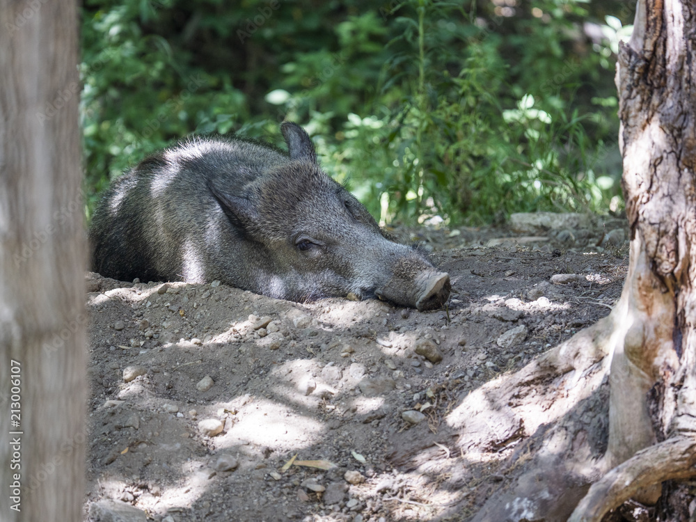 Fototapeta premium Wild boar sleeps in the forest