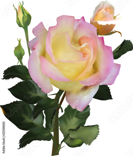 isolated light pink and yellow single rose